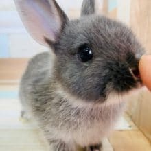 まったりなドワーフラビットさん！