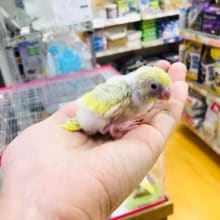 レアカラーセキセインコ　レインボー系　ヒナ　入舎