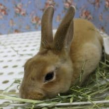 一度さわったらクセになる！？ミニレッキス・男の子！