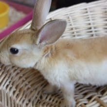 かわいいミニレッキスがやって来ました♪　その１