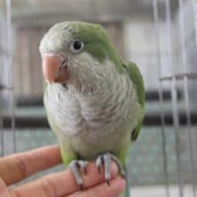 【画像更新】オキナインコ　３月生まれ！