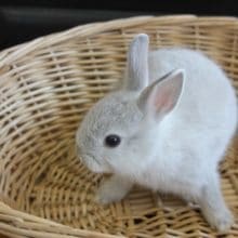 涼しげなカラー！　ドワーフラビットさん入舎しました！