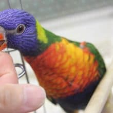 彩り鮮やか！ゴシキセイガイインコ入舎!!