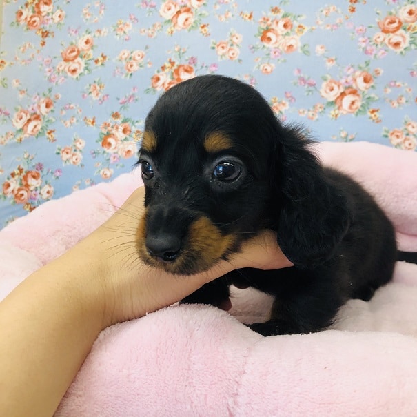 ミニチュアダックス