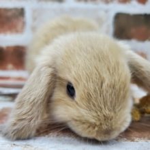 久しぶり！ロップイヤー♪