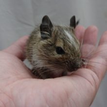 額の白がトレードマーク☆　デグー（パイド）男の子来ました！