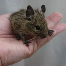 おっとり屋さんの「デグー」（ノーマル）いますよ～～