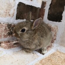 まんまるドワーフラビットさん♪