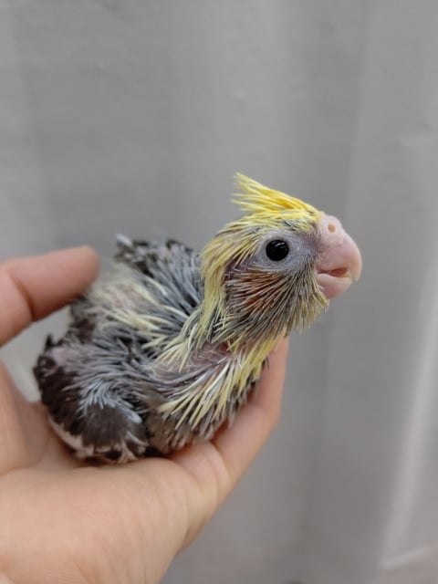 オカメインコ