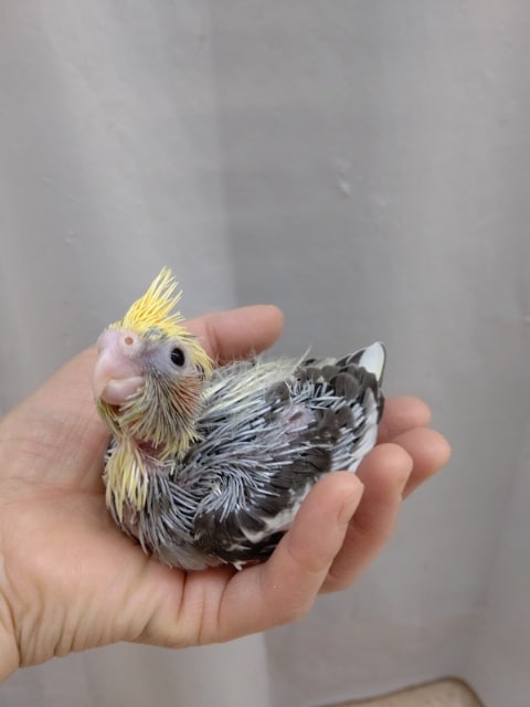 オカメインコ