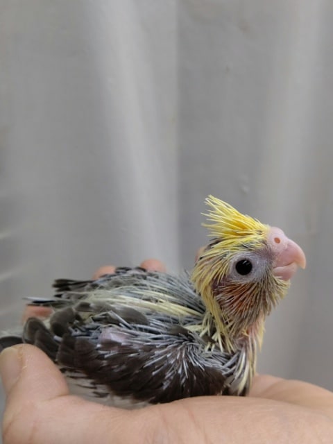 オカメインコ