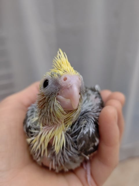 オカメインコ