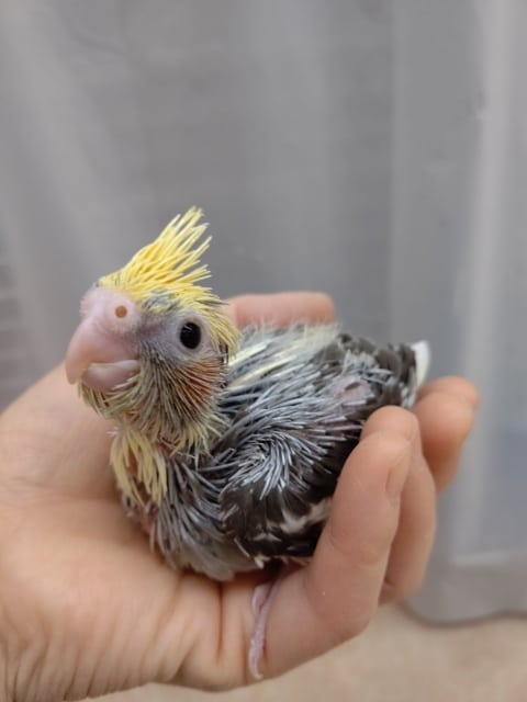 オカメインコ