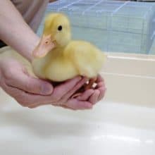 アヒルさん♪2020年6月7日