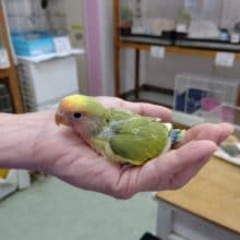 コザクラインコ タイガーチェリー 2020年6月7日