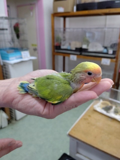 コザクラインコ（小桜インコ）