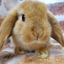 大人気カラーのロップイヤー♪