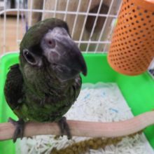 ズアカハネナガインコさん入荷いたしましたー♪