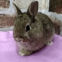 大人気！ドワーフラビットさん♪