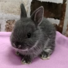 ドワーフラビットさん入荷♪