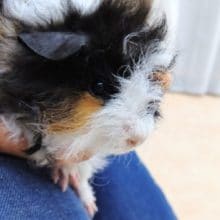 モルモット メリノ×テッセル