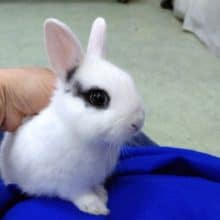 めちゃカワ❤️ミニウサギ