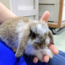 元気いっぱい！ロップイヤーラビット