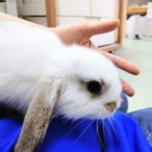 おっとりしてます！ロップイヤーラビット