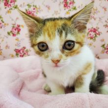 最新画像更新☆極短‼目が大きなマンチカン♪