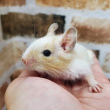 三兄弟デグー♪No.3