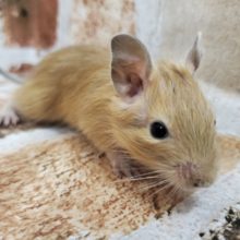 三兄弟デグー！No.2