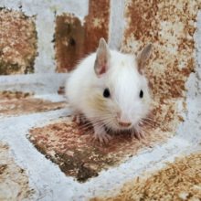 三兄弟デグーNo.1