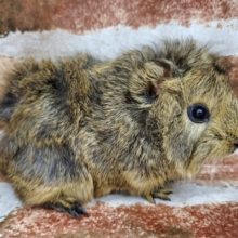 巻き毛モルモット♪アグーチ！