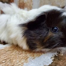 巻き毛モルモット♪白黒…茶！
