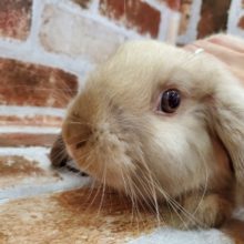 最新画像☆マイペースなロップイヤー♪