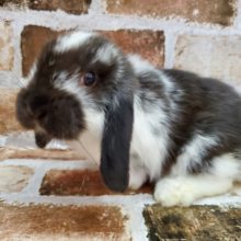 最新画像☆白黒のかわいいロップイヤーラビットちゃん♪