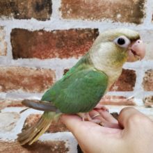 ホヤホヤ最新画像☆すきすきウロコインコさんー♪