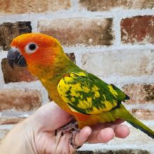 最新画像☆コガネメキシコインコさん♪