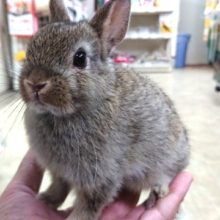 ケージ駆け回る～「ドワーフラビット」（チェスナット）～～