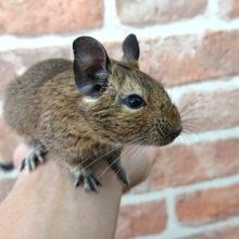 馴れてます！！「デグー」（ノーマル）いかが？？