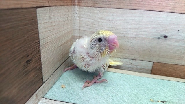 セキセイインコ