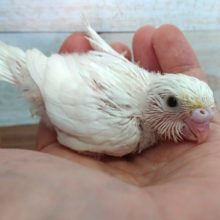 真っ白な黒目さん☆　セキセイインコ（ダブルファクター）☆☆