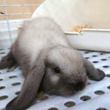 久々の入荷です！ロップイヤー☆☆