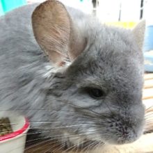 もっこもこです！チンチラ　（アンゴラ）バイオレット　女の子です！