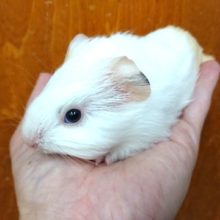 手のひらサイズの　イングリッシュモルモットです！