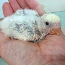 どんな風にそだってくれるのでしょう？？コザクラインコ（ブルーチェリークリームパイド）