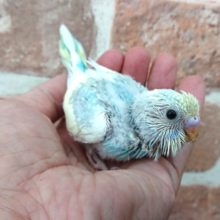 キレイですよっ！　セキセイインコ（レインボーパイド）