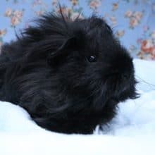 やっぱりブラックはレアです！！モルモット“メリノ系” の男のコ 2020.6/21撮影