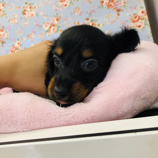 ミニチュアダックス