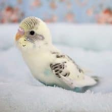 毎回人気です！セキセイインコのレアカラー 2020.6/10撮影